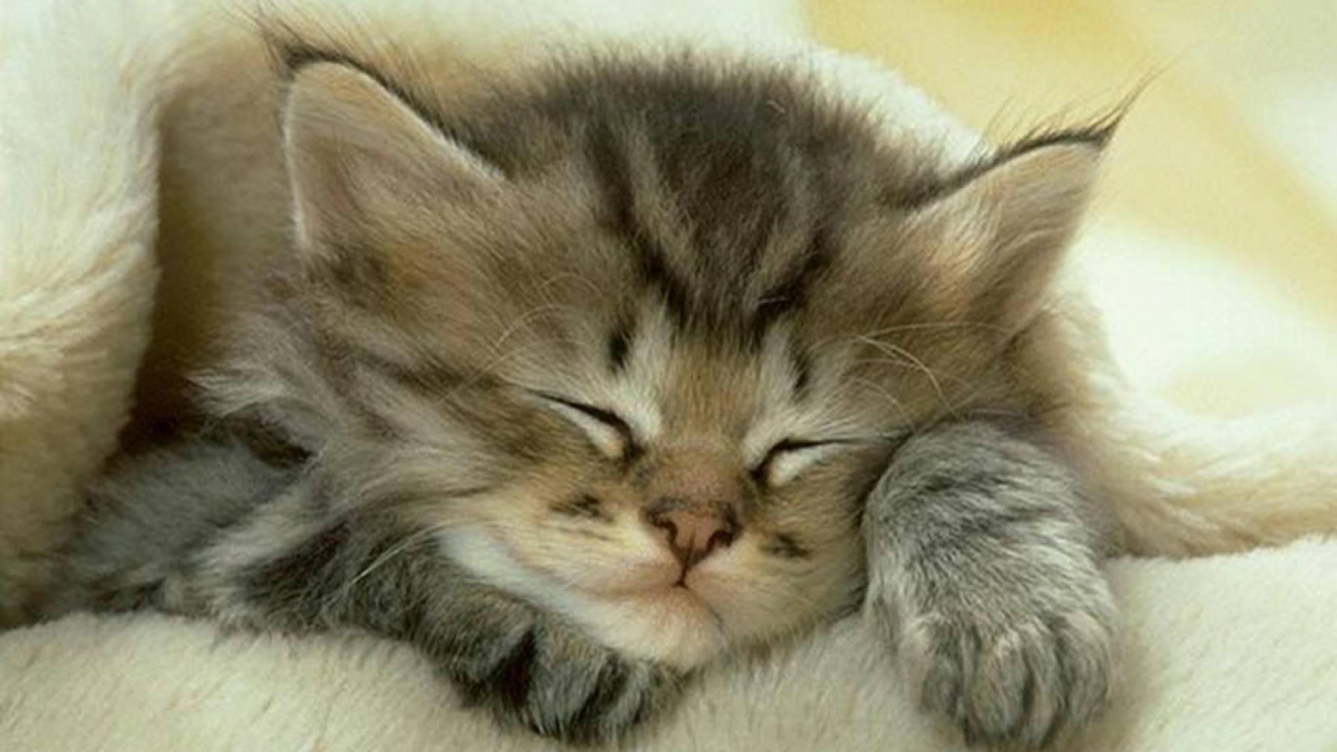Sovande katt